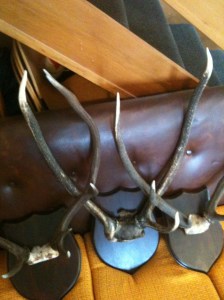 Antler/taxidermy trophy boards - $75